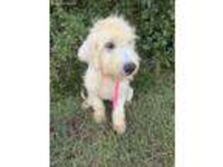 Goldendoodle Puppy for sale in High Springs, FL, USA