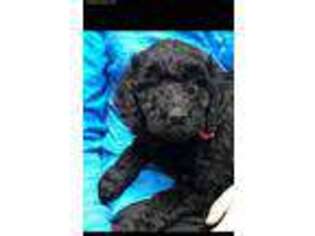 Goldendoodle Puppy for sale in Little Rock, AR, USA