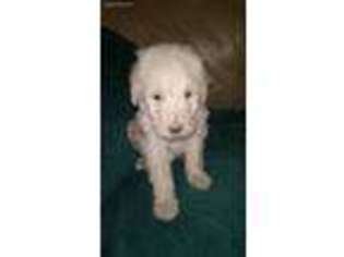 Labradoodle Puppy for sale in Bucyrus, OH, USA