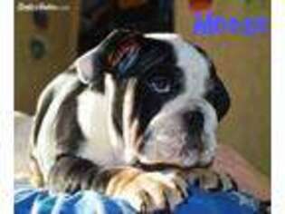 Bulldog Puppy for sale in Beckley, WV, USA