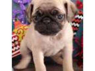 Pug Puppy for sale in Ozone Park, NY, USA