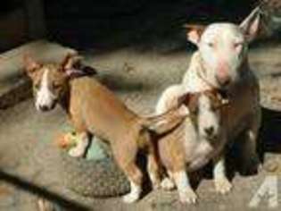 Bull Terrier Puppy for sale in DAMASCUS, AR, USA
