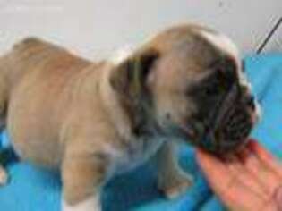 Bulldog Puppy for sale in Carney, OK, USA