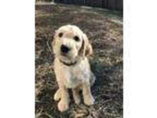 Goldendoodle Puppy for sale in Warrenton, MO, USA