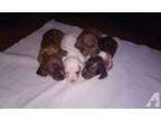 Dachshund Puppy for sale in YELM, WA, USA