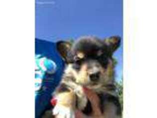 Pembroke Welsh Corgi Puppy for sale in Kerrville, TX, USA