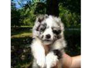 Shetland Sheepdog Puppy for sale in Drums, PA, USA