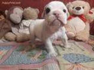 Olde English Bulldogge Puppy for sale in Lodi, NY, USA