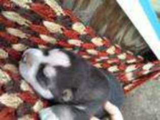Siberian Husky Puppy for sale in Jamesport, MO, USA