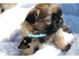 Mutt Puppy for sale in Beaumont, CA, USA