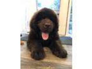Newfoundland Puppy for sale in Westerville, OH, USA