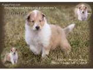 Collie Puppy for sale in Blanchardville, WI, USA