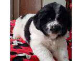 Newfoundland Puppy for sale in Swanton, OH, USA