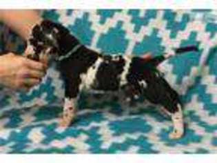 Great Dane Puppy for sale in San Diego, CA, USA