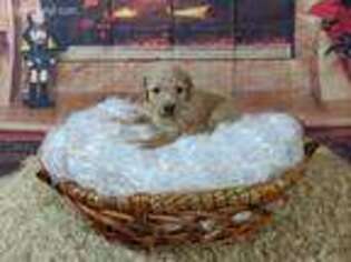 Mutt Puppy for sale in Whiteford, MD, USA