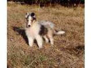 Collie Puppy for sale in Medford, MN, USA