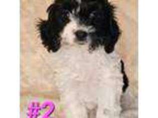 Cavapoo Puppy for sale in Walling, TN, USA