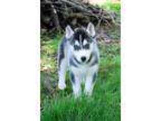 Siberian Husky Puppy for sale in Apple Creek, OH, USA