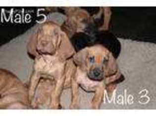 Bloodhound Puppy for sale in Poth, TX, USA