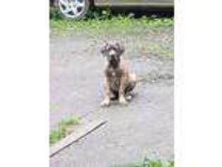 Cane Corso Puppy for sale in Amissville, VA, USA