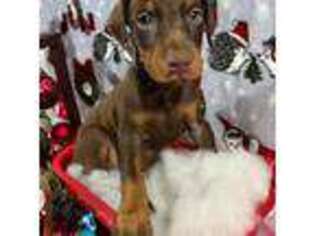 Doberman Pinscher Puppy for sale in Desoto, TX, USA