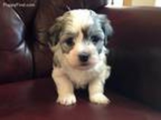 Havanese Puppy for sale in Jackson, MS, USA