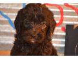Goldendoodle Puppy for sale in Flora, IL, USA