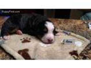Bernese Mountain Dog Puppy for sale in Augusta, WV, USA