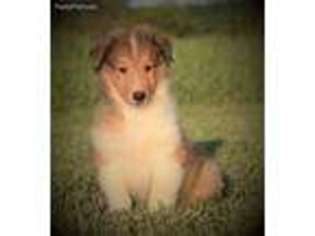 Collie Puppy for sale in Elk Falls, KS, USA