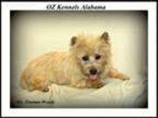 Cairn Terrier Puppy for sale in Hanoverton, OH, USA