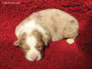 Australian Shepherd Puppy for sale in Rienzi, MS, USA