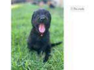 Shepadoodle Puppy for sale in Unknown, , USA