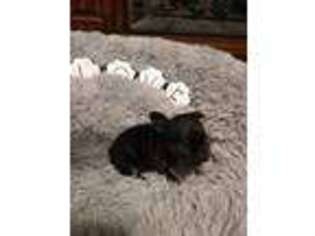 French Bulldog Puppy for sale in Grand Blanc, MI, USA