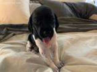 German Shorthaired Pointer Puppy for sale in Mesa, AZ, USA