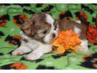Mutt Puppy for sale in Lempster, NH, USA