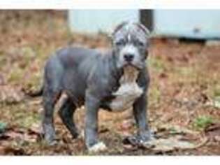 Mutt Puppy for sale in Brandon, MS, USA