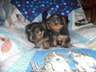 Yorkshire Terrier Puppy for sale in Holiday, FL, USA