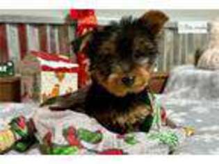 Yorkshire Terrier Puppy for sale in Springfield, MO, USA