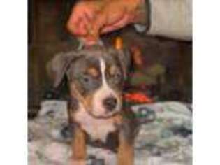 Mutt Puppy for sale in Royal Oak, MI, USA