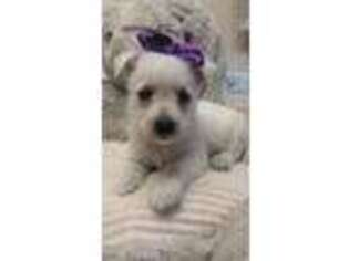 West Highland White Terrier Puppy for sale in Alvaton, KY, USA