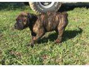 Staffordshire Bull Terrier Puppy for sale in SAN AUGUSTINE, TX, USA