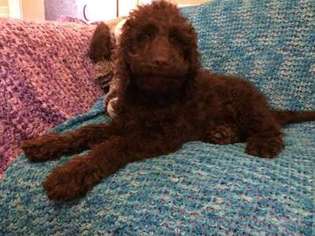 Australian Labradoodle Puppy for sale in Houston, TX, USA