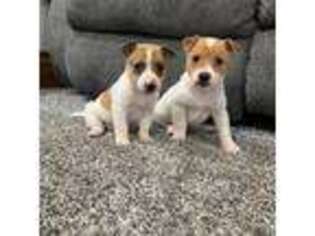 Jack Russell Terrier Puppy for sale in Richland Center, WI, USA