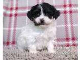 Havanese Puppy for sale in Millmont, PA, USA