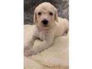 Labradoodle Puppy for sale in Greenville, NC, USA