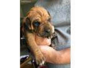 Rhodesian Ridgeback Puppy for sale in Reedsburg, WI, USA