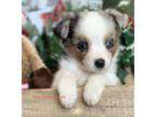 Miniature Australian Shepherd Puppy for sale in Meridian, TX, USA