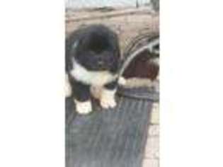 Newfoundland Puppy for sale in Peru, IN, USA