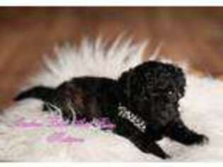 Mutt Puppy for sale in Holly Springs, NC, USA