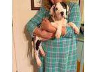 Great Dane Puppy for sale in Gordonsville, VA, USA